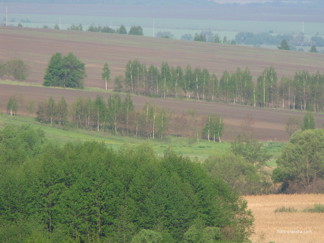 Вид на луг хутора Выдрин. Стройные березки. фото Семенихина Г.А.
