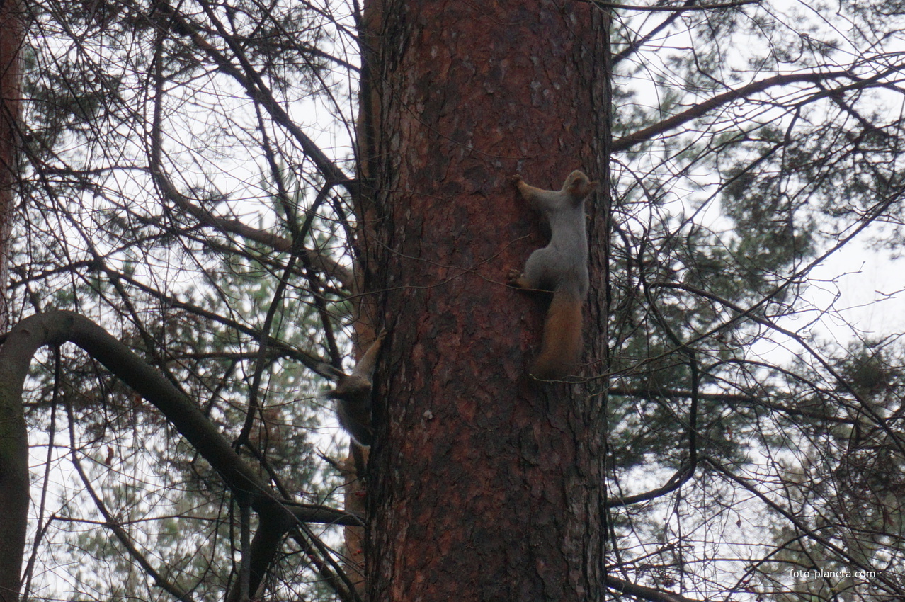 В сквере Чернобыльцев.