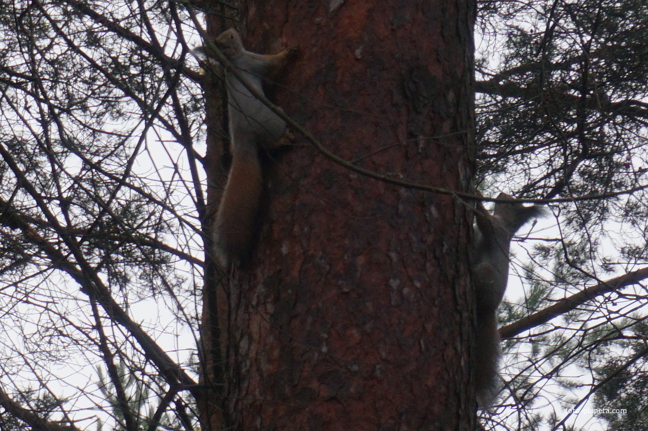 Белки в сквере Чернобыльцев.