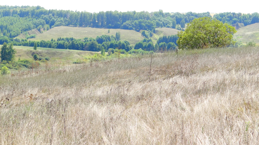 Родная трава хутора Выдрина. Круглое.