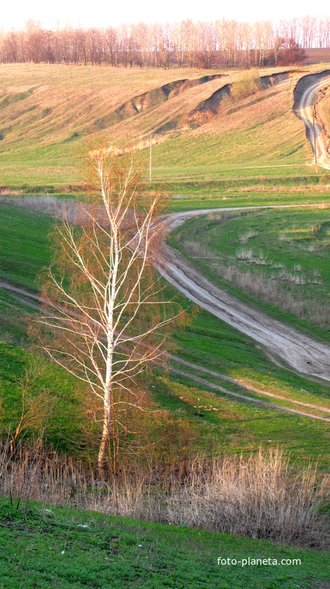 Весенняя березка на фоне  зеленой апрельская тени в Скородном.