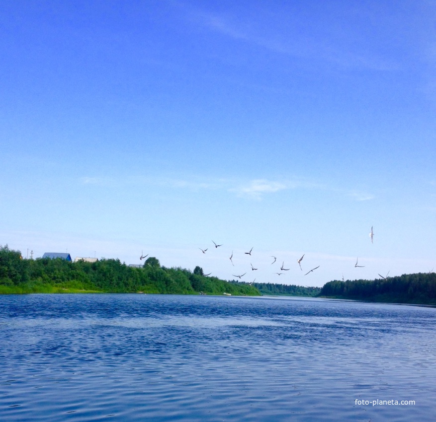 Чайки над рекой Ижмой .