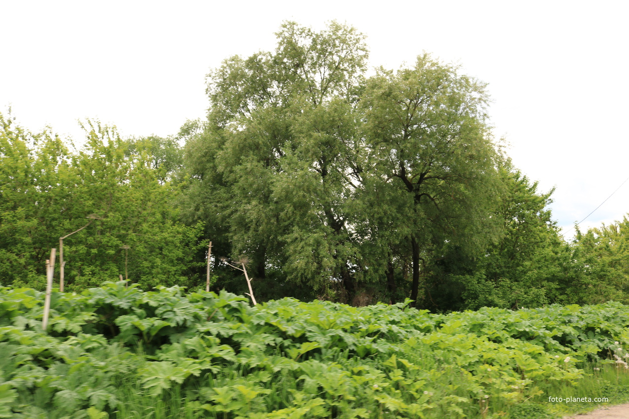 Село Сосновка