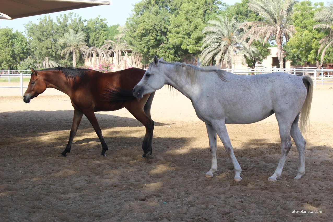Шарджа. Конный клуб Sharjah Equestrian &amp; Racing Club.