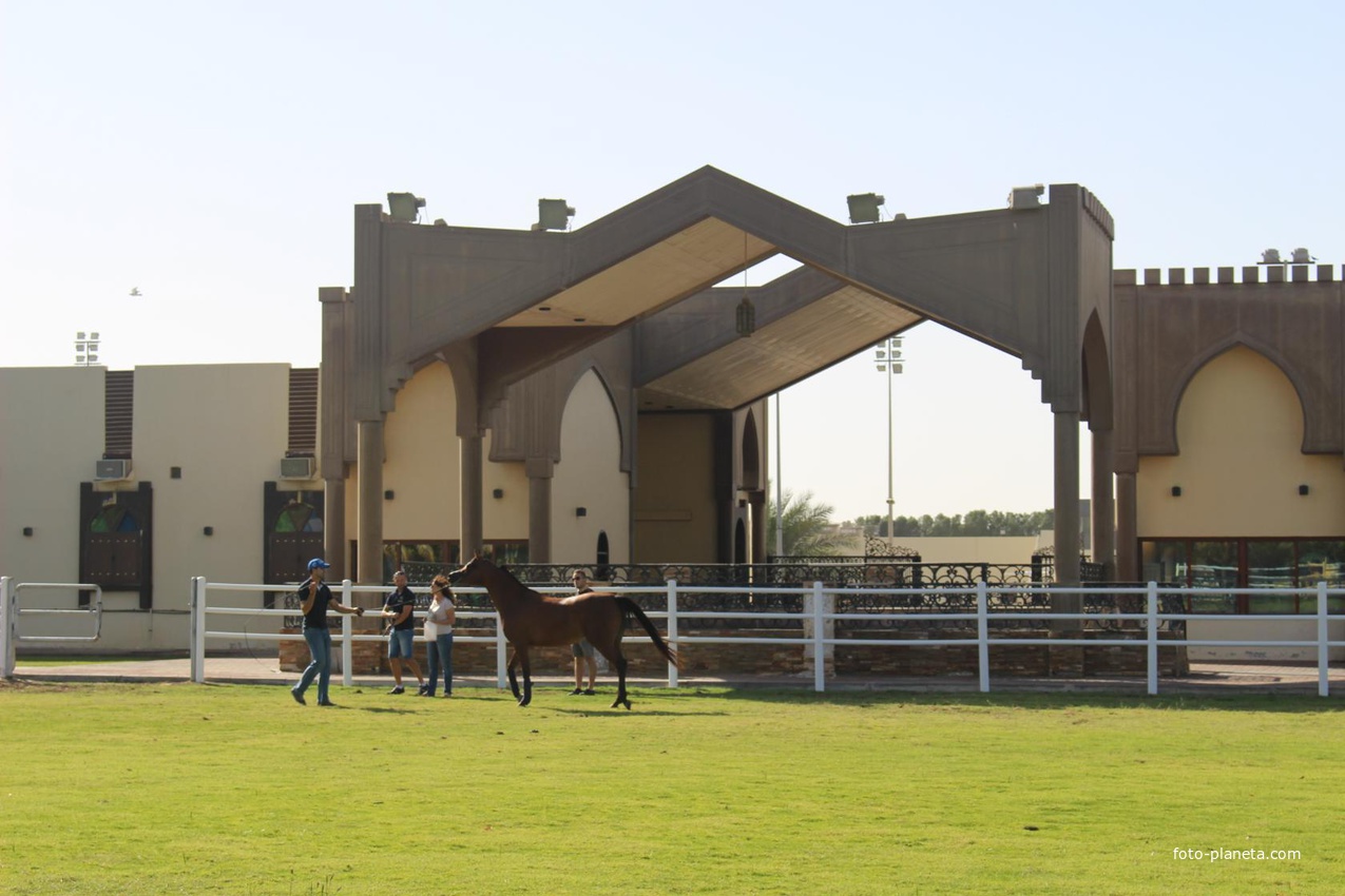 Шарджа. Конный клуб Sharjah Equestrian &amp; Racing Club.