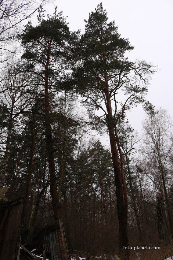 ДОЛ Ласточка