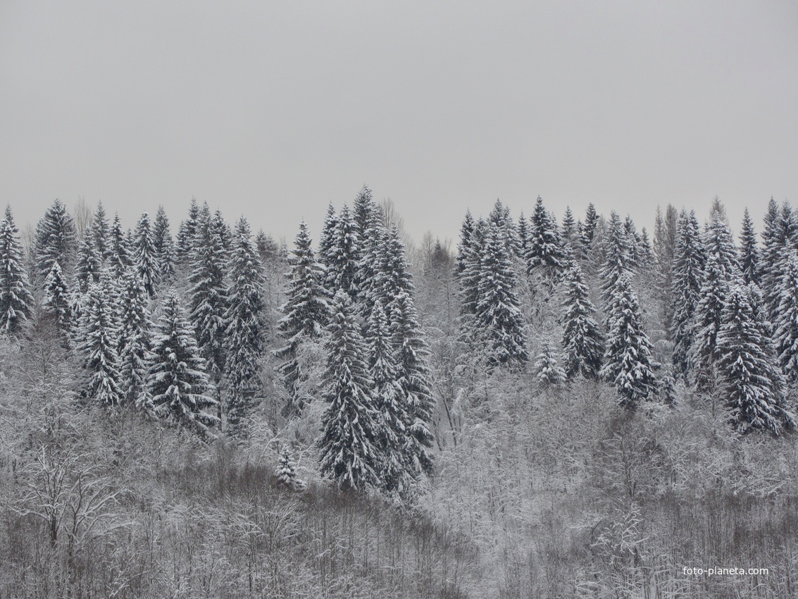 Природный парк "Вепсский лес"