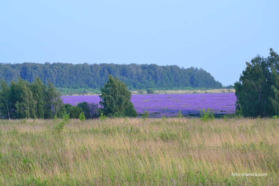 &quot;лаванда&quot;