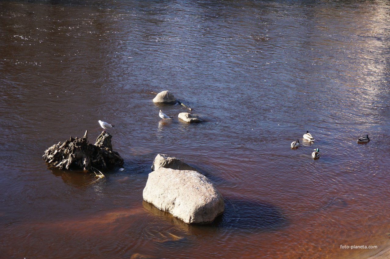 Сестрорецк