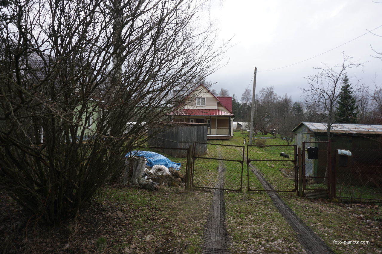 Мартышкино.