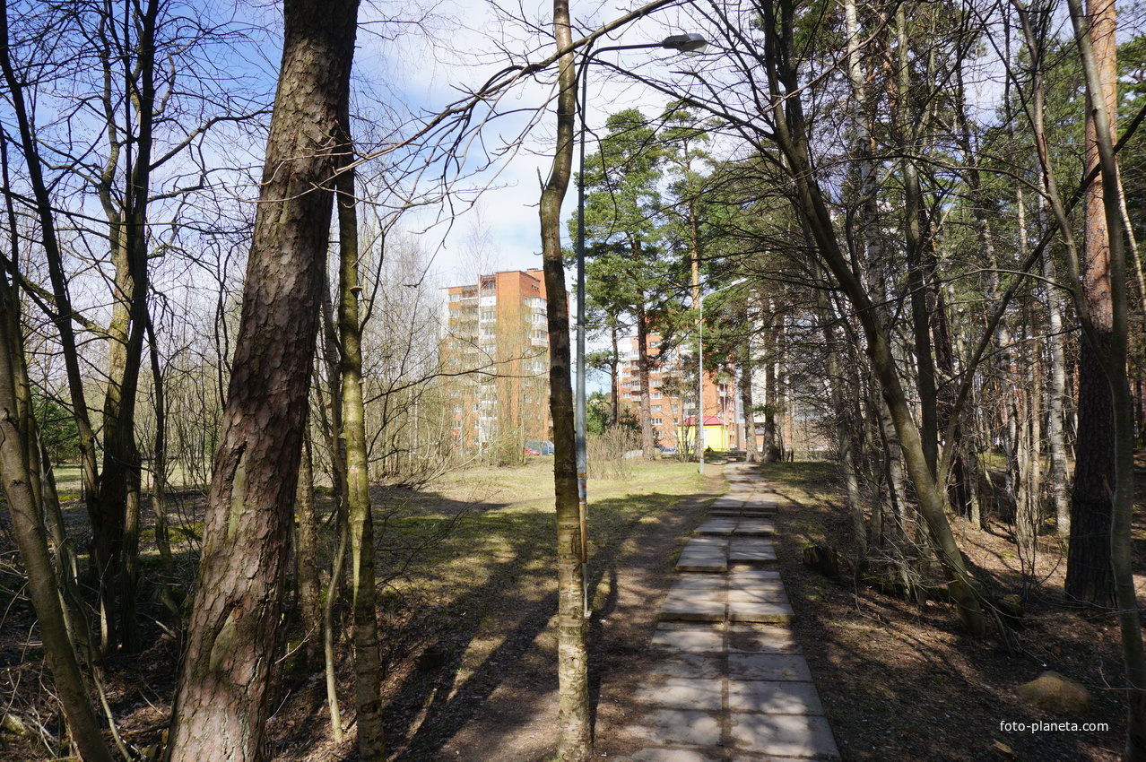 Сосновый бор 2018.