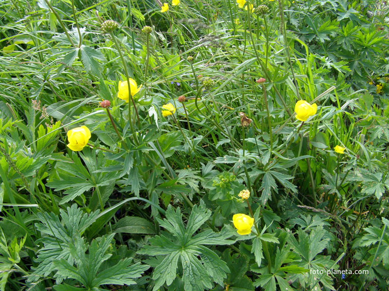 купальница