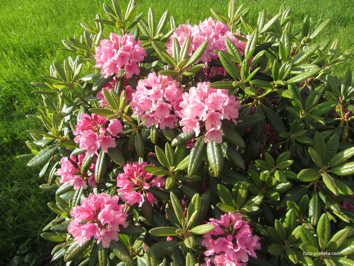 Диво-Остров