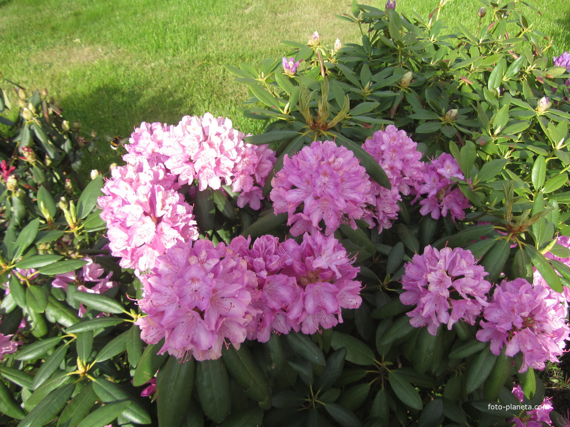 Диво-Остров