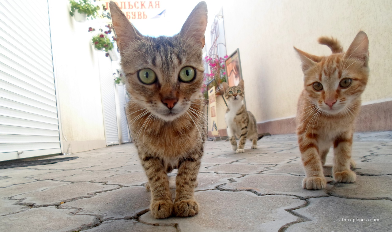 город Измаил, улица Тульчиановская