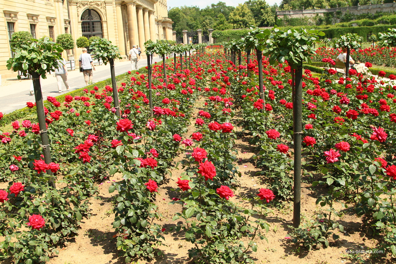 Сад Резиденции