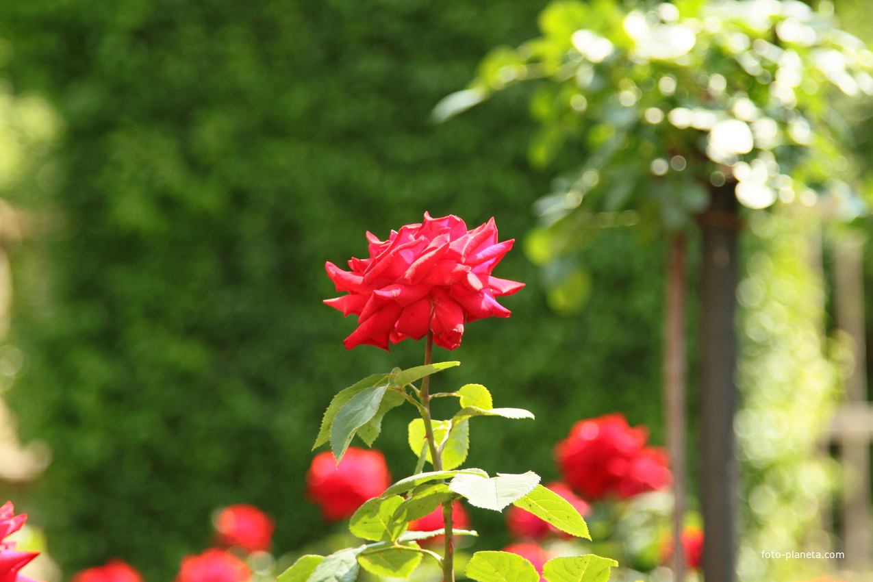 Сад Резиденции