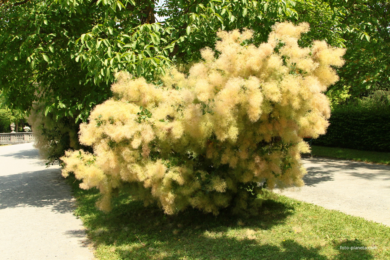 Сад Резиденции