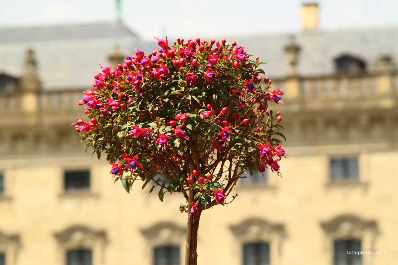 Сад Резиденции