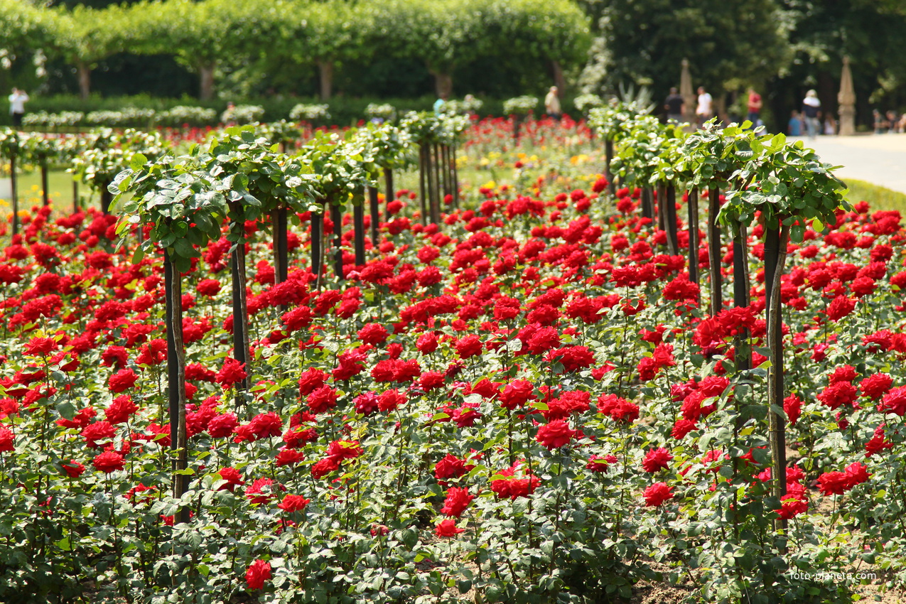 Сад Резиденции