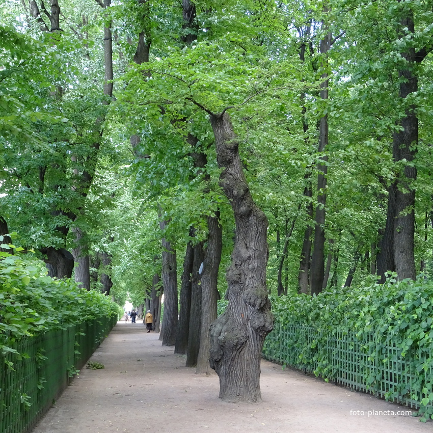 Деревья в санкт петербурге